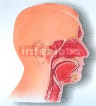 HUMAN HEAD, NOSE, THROAT CAVITIES COMPARISON MODEL INSIDE FACE